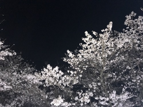 20180331桜3