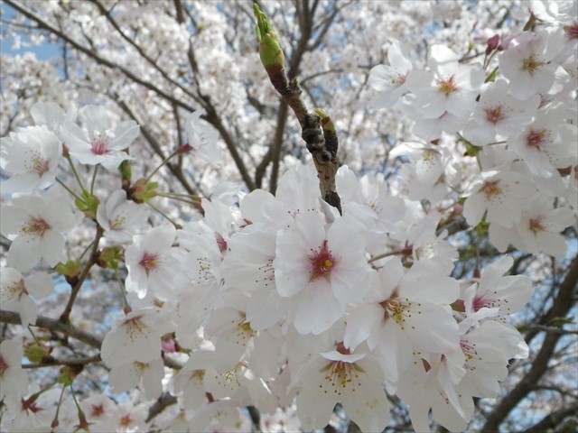 ほたるの里公園の桜