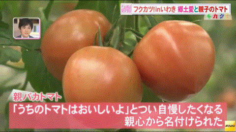 収穫時期を迎えた福島県いわき市産トマト