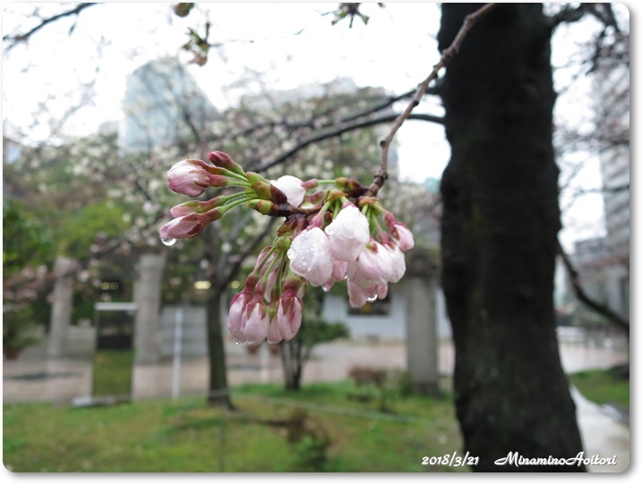 桜 (6)