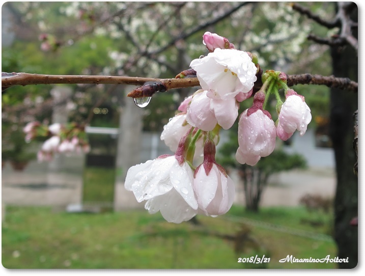 桜 (9)