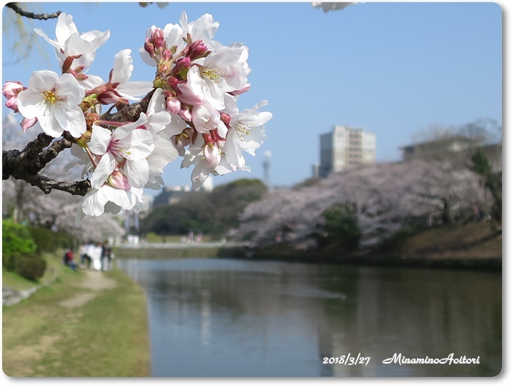 福岡城・桜 (53)