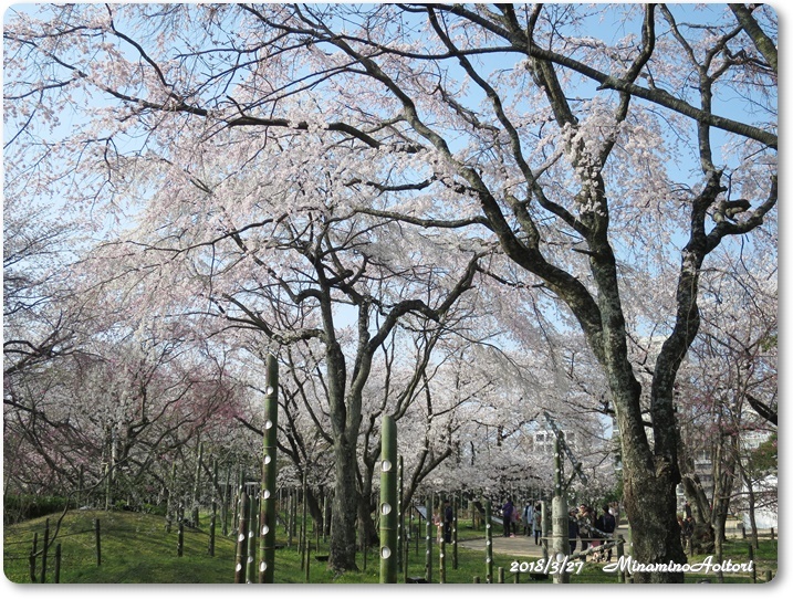 福岡城・桜 (146)