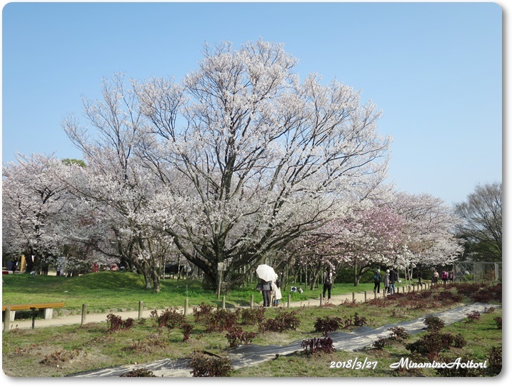 福岡城・桜 (206)