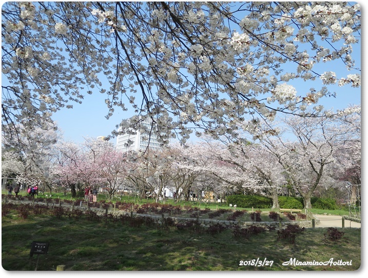 福岡城・桜 (213)