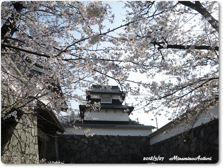 福岡城・桜 (99)