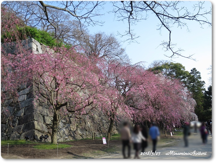 福岡城・桜 (260)