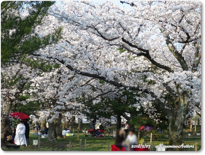 福岡城・桜 (368)