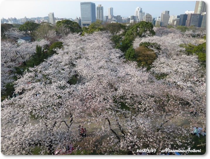 福岡城・桜 (389)