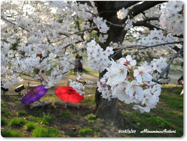 福岡城・桜 (457)
