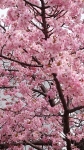 早咲き桜２