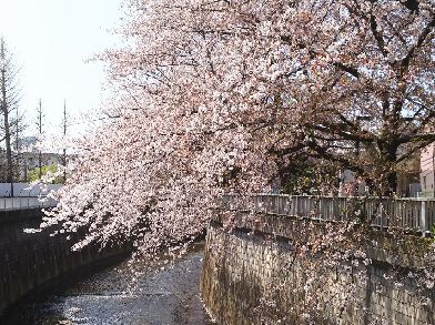 終わり桜