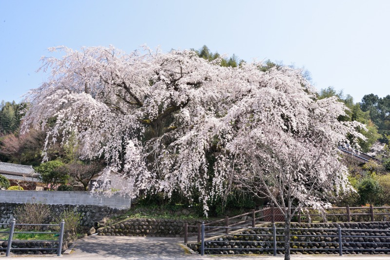 180327大原桜 (6)