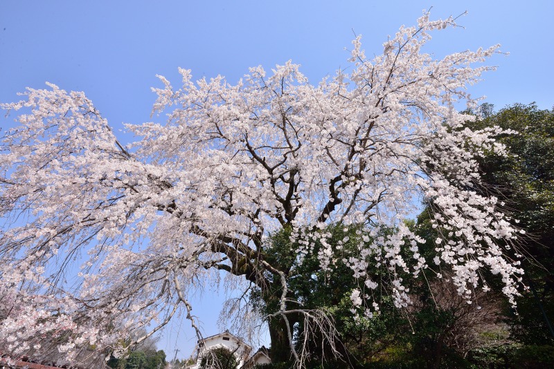 180327大原桜 (4)