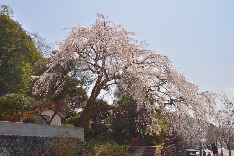 180327大原桜 (2)
