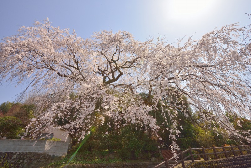 180327大原桜 (3)