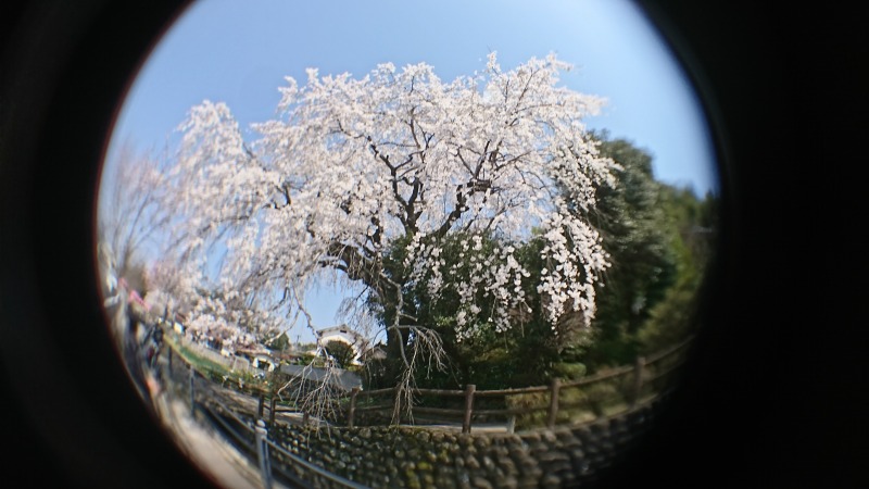 180327大原桜 (7)