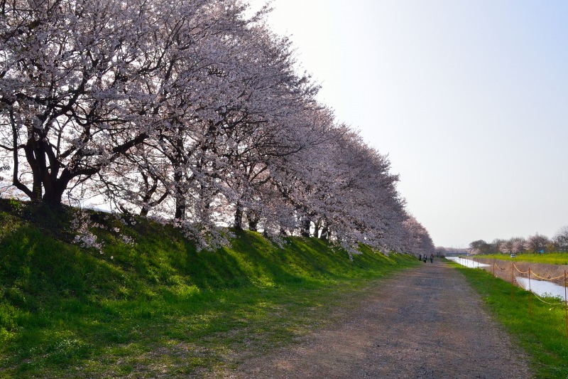 流川の桜並木 (2)