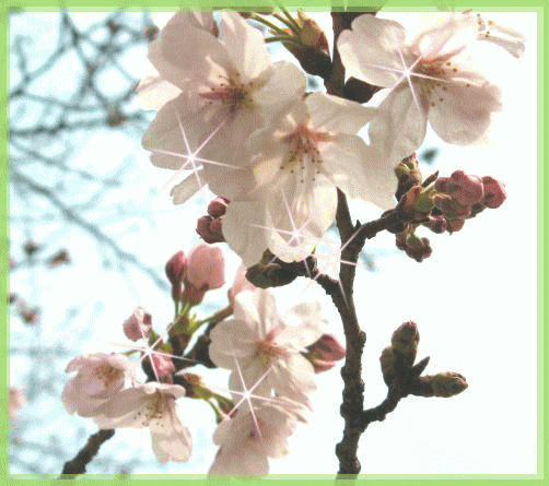 染井桜のウエルカム素材