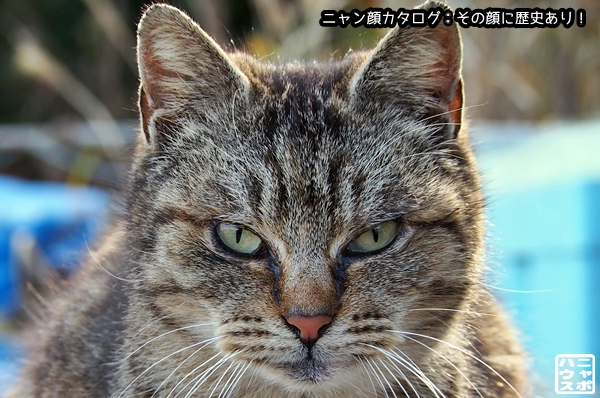 ニャン顔NO138 キジトラ猫さん♪(その顔に歴史アリ！) ニャポハウス
