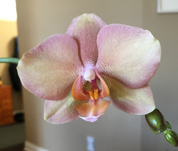 orchid1811.jpg