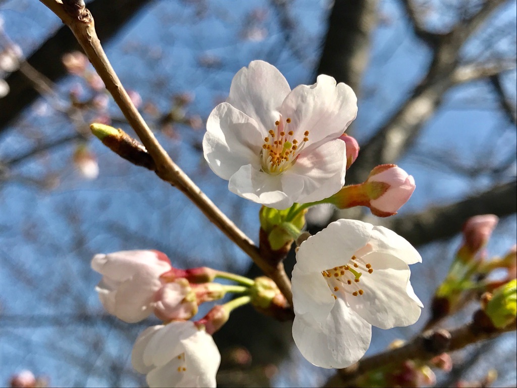 福岡に咲く桜。サクラ全般の花言葉は「精神の美」「優美な女性」