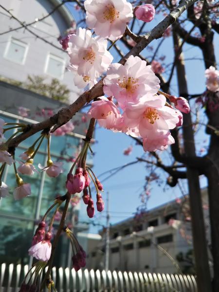 桜6