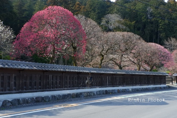2018年3月高麗神社塀越しの梅