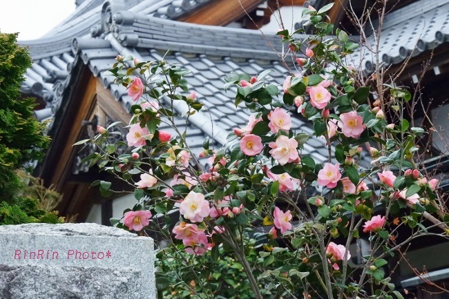 2018年3月心應寺塀のピンク椿
