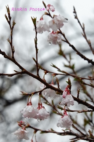 2018年3月雨の彼岸の桜