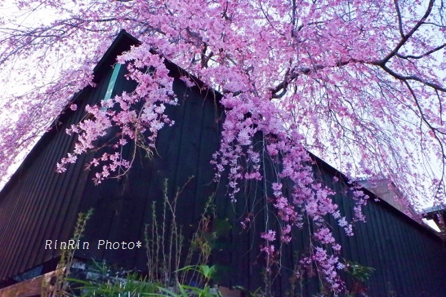 2018年3月新町枝垂れ桜と板塀