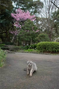 陽光桜猫 in 日比谷公園