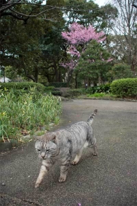 陽光桜猫 in 日比谷公園