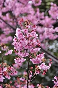 陽光桜 YōKō Sakura in 日比谷公園