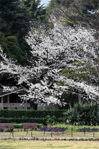 咲き始めの桜 Early blooms in 日比谷公園