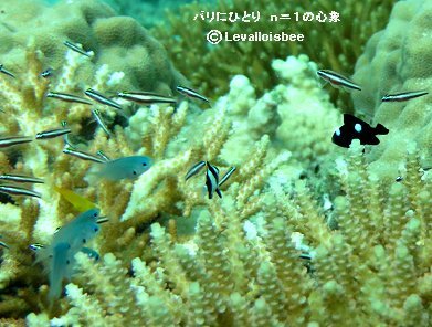 サンゴに群れる稚魚たちREVdownsize