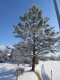 モミの木の雪