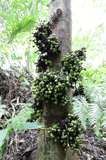 沖縄の植物 アカメイヌビワ Ficus Benguetensis フィンデルン 日本の植物 世界の植物 植物写真家 高橋 修