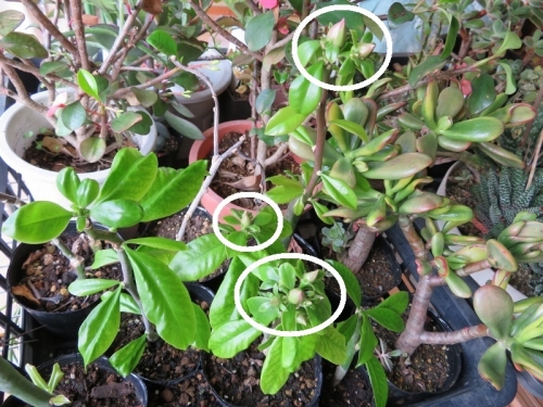 大葉キリン・桜キリン（pereskia grandifolia)ブラジル原産～2018.01.19