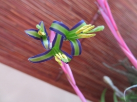ビルベルギア・ヌタンス(Billbergia nutans)～真冬の室内で開花中♪2018.02.06