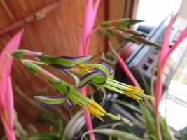 ビルベルギア・ヌタンス(Billbergia nutans)～真冬の室内で開花中♪2018.02.06