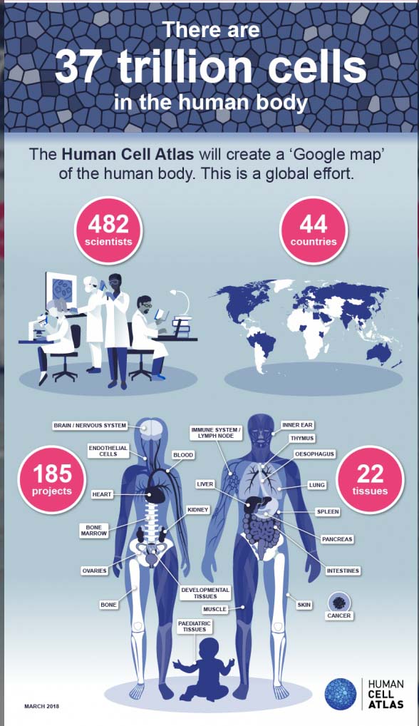 HumanCellAtlas_infographic_5 final1-3-1024x1024-blur