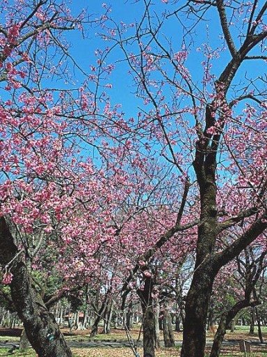 小金井桜-a ｋ20180323111010