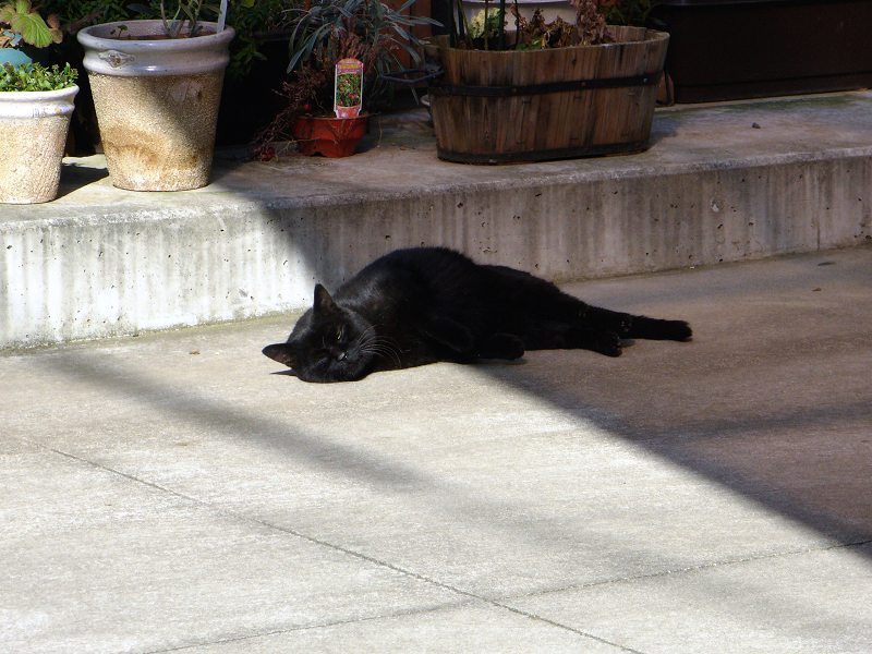 寝ている黒猫2