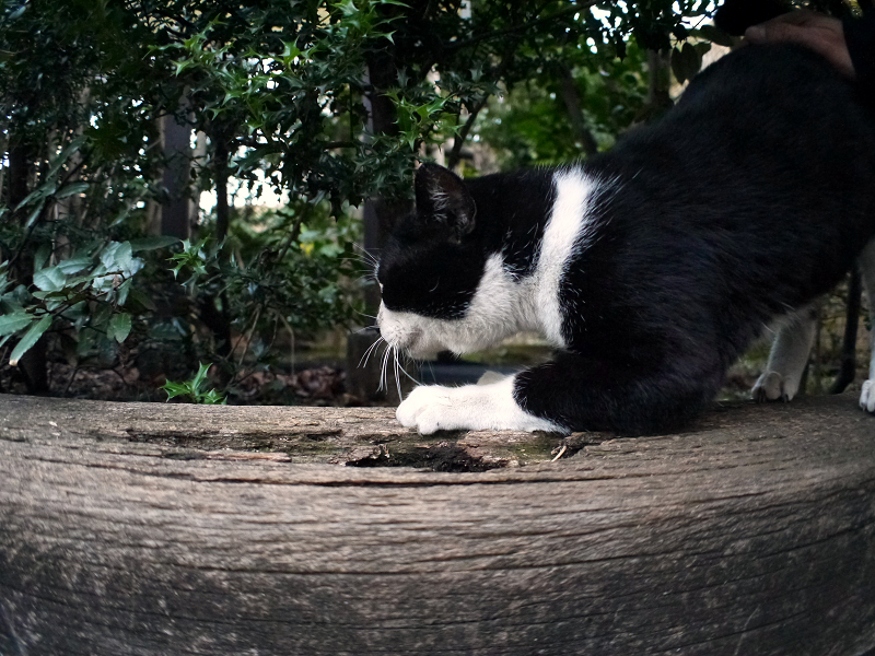 枕木に爪研ぎする黒白猫2