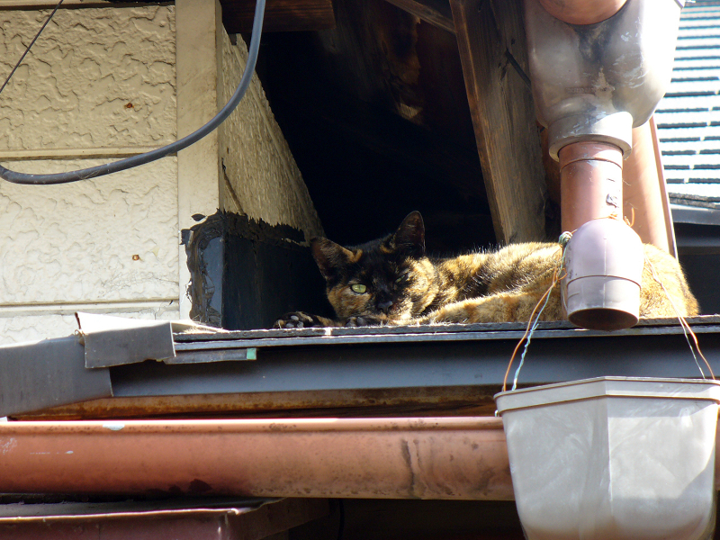 屋根上のサビ猫