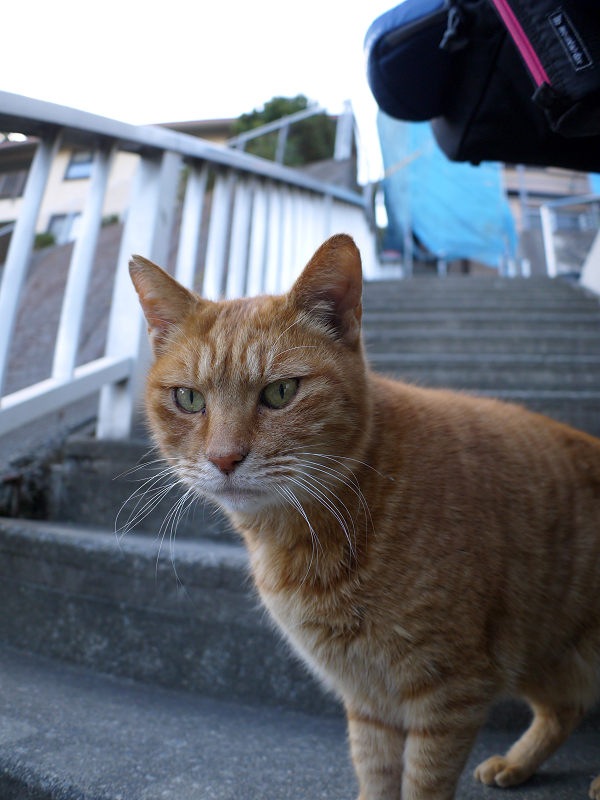 階段で座ってる茶トラ猫1