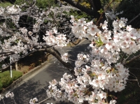 迎賓館桜